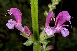 salvia hierosolymitana thumbnail graphic